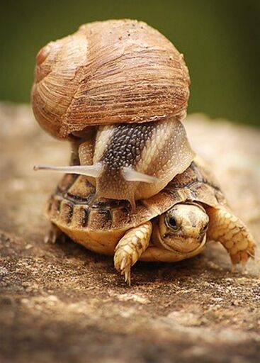 A snail riding on the back of a sulcata tortoise hatchling.