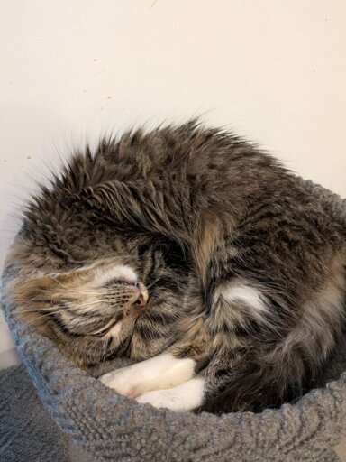 A brown with white boots cat rolled up tight on a cat tree.