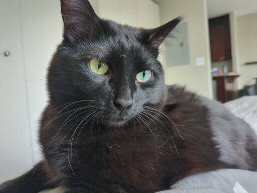 A black cat taking up the entire screen.
