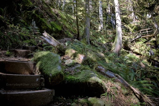 Steps along the trail leading to a small bridge crossing in the lush forest
