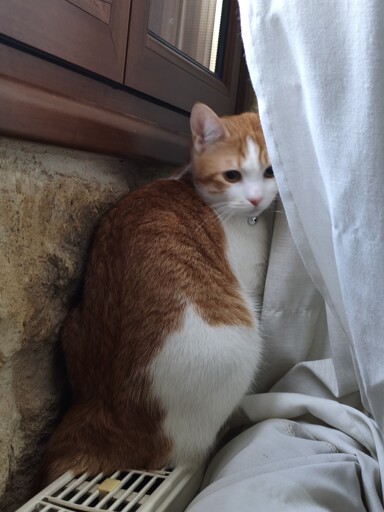 Ginger feels shy