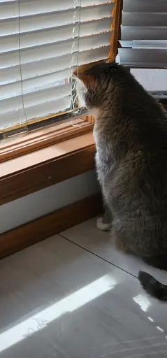 A cat looking out the window through a spot where the slats of the blinds are cut off. 